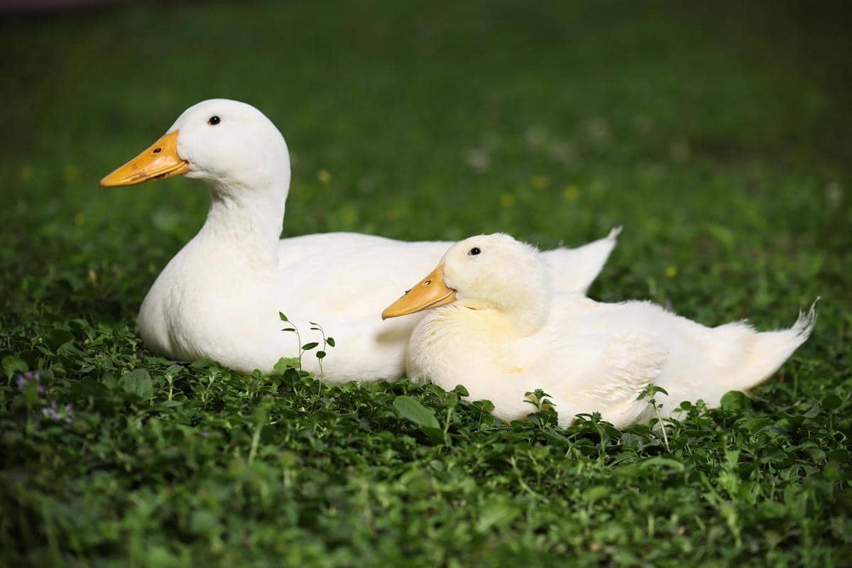 Bebek