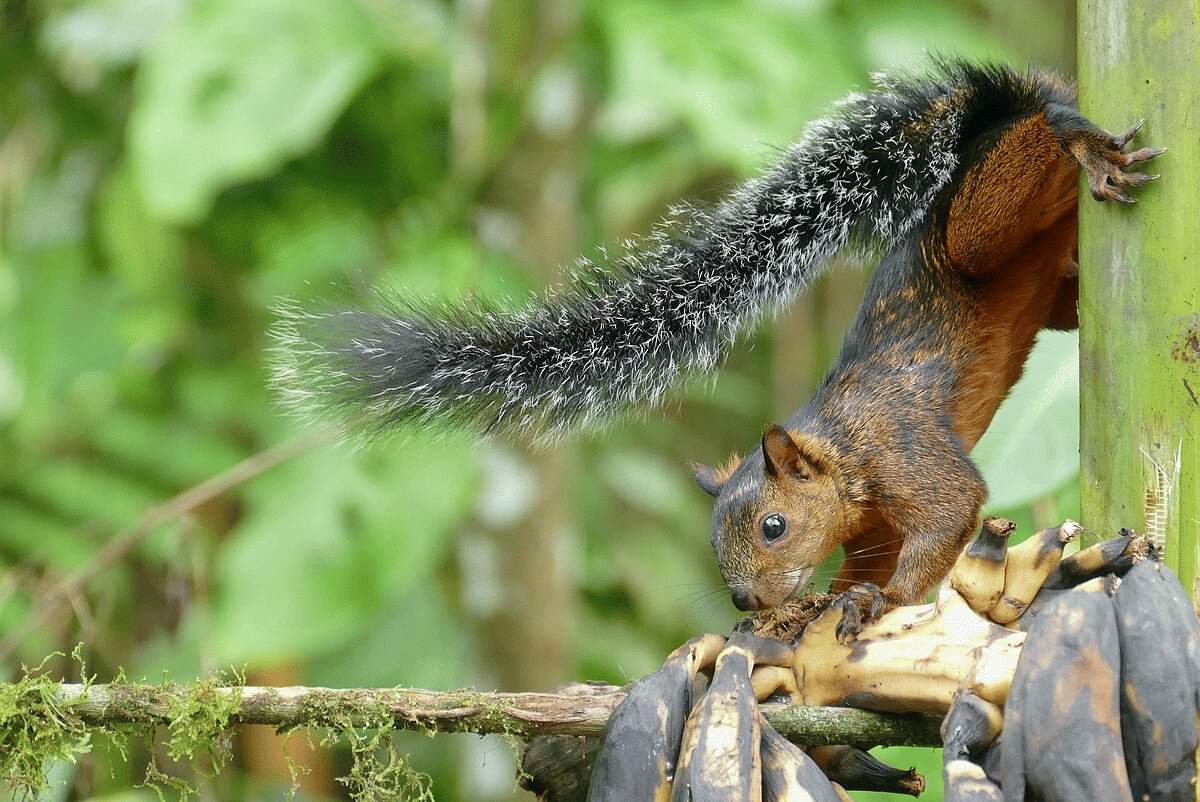 variegated squirrel