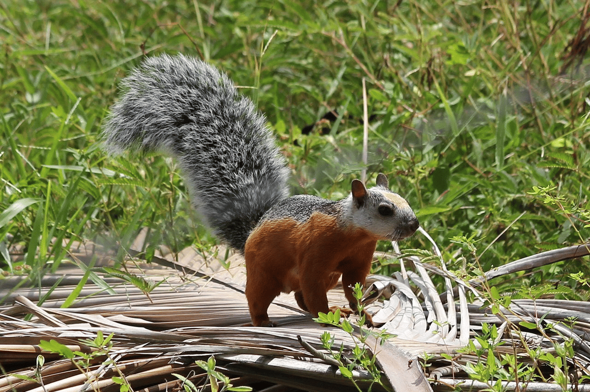 variegated squirrel