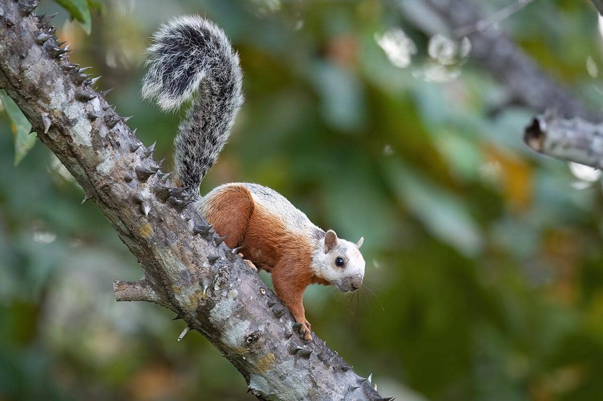 5 Fakta Unik Variegated Squirrel, Tupai Pembunuh Manusia