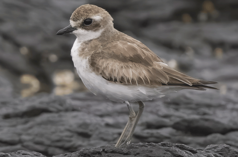 burung siberian sand plover