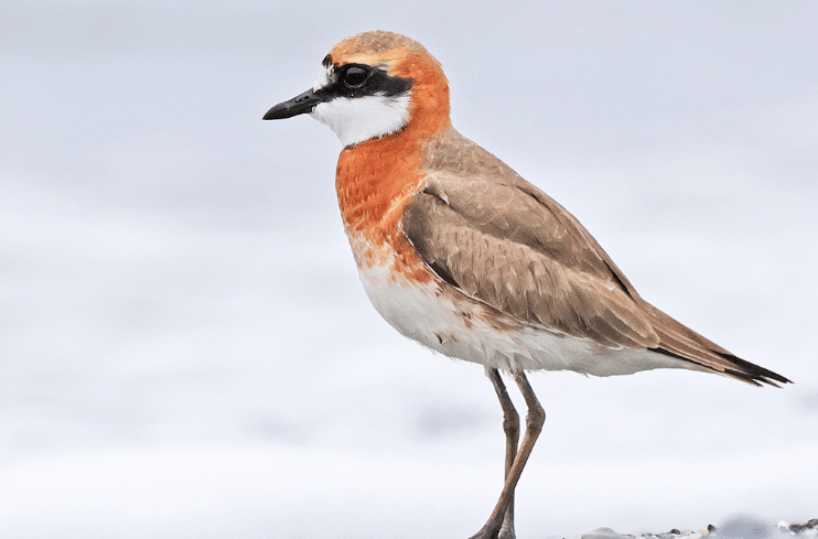 burung siberian sand plover