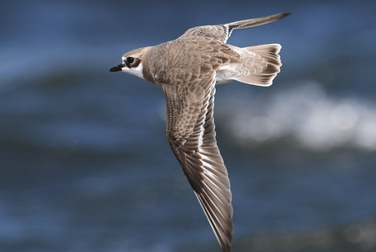 burung siberian sand plover