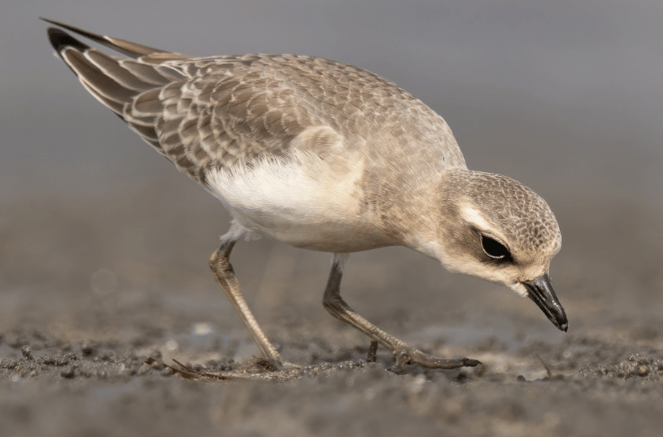 burung siberian sand plover