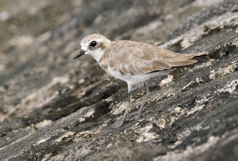 5 Fakta Siberian Sand Plover, Burung Migrasi yang Tahan Iklim Ekstrem