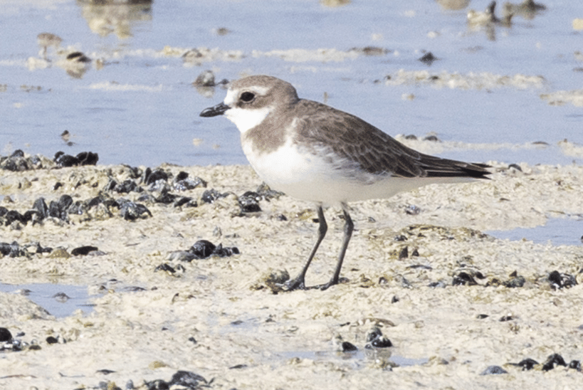 burung siberian sand plover