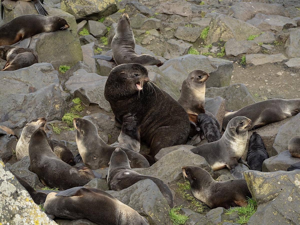 Anjing laut bulu utara, Northen fur seal, hewan tidak tidur