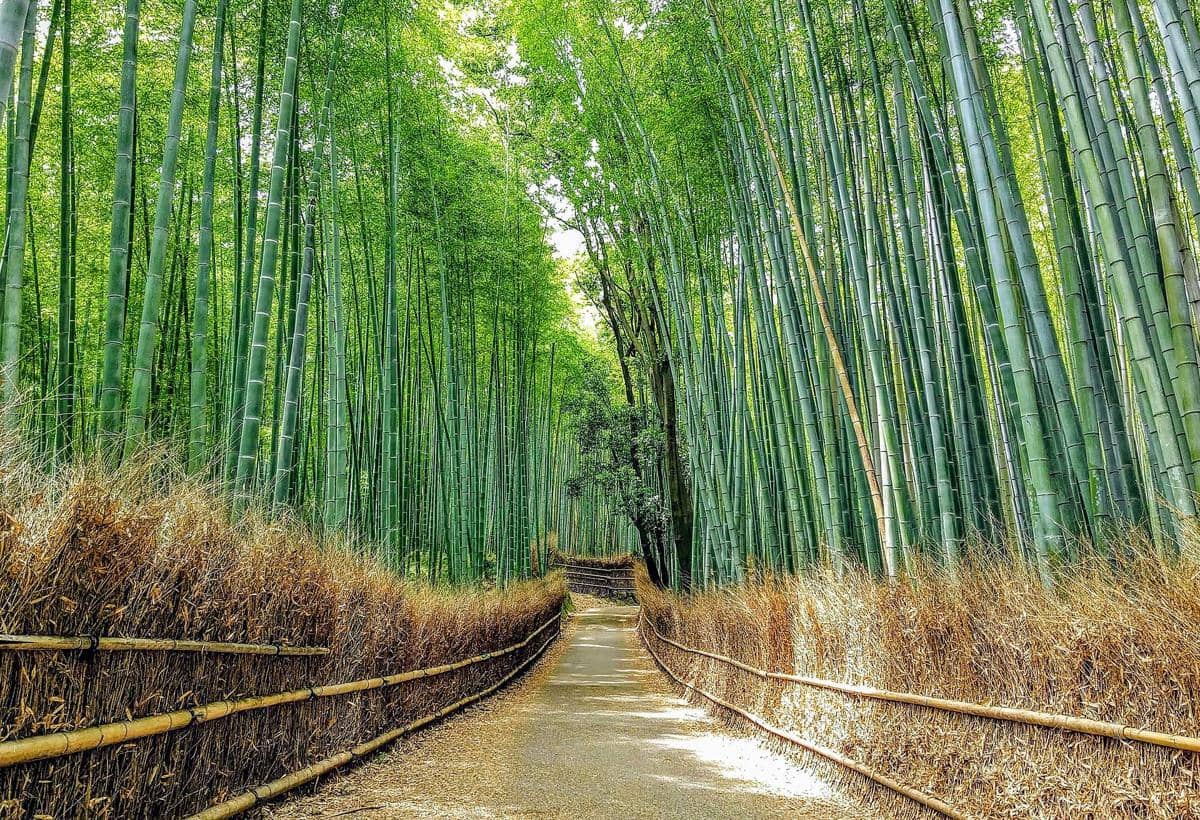 Potret Arashiyama Bamboo Grove