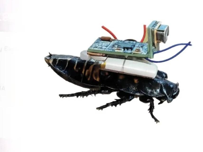 Robot Kecoa dari Undip Gondol Medali Emas di Ajang Internasional