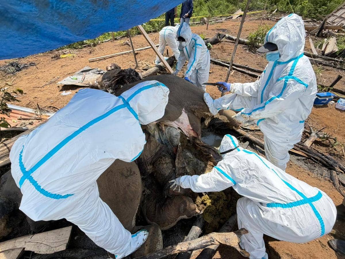 Petugas berhazmat memeriksa bangkai gajah Sumatra di Kabupaten Mukomuko, Bengkulu, dalam proses investigasi penyebab kematian.