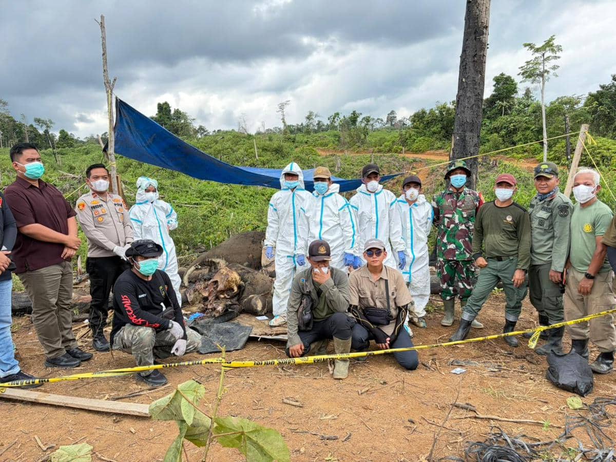 Petugas kehutanan, polisi, dan tim medis mengenakan alat pelindung diri memeriksa bangkai dua gajah Sumatra di Mukomuko, Bengkulu.