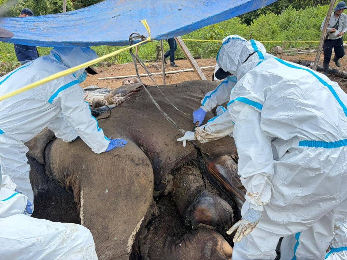 Induk dan Anak Gajah Sumatra Ditemukan Mati di Mukomuko Bengkulu