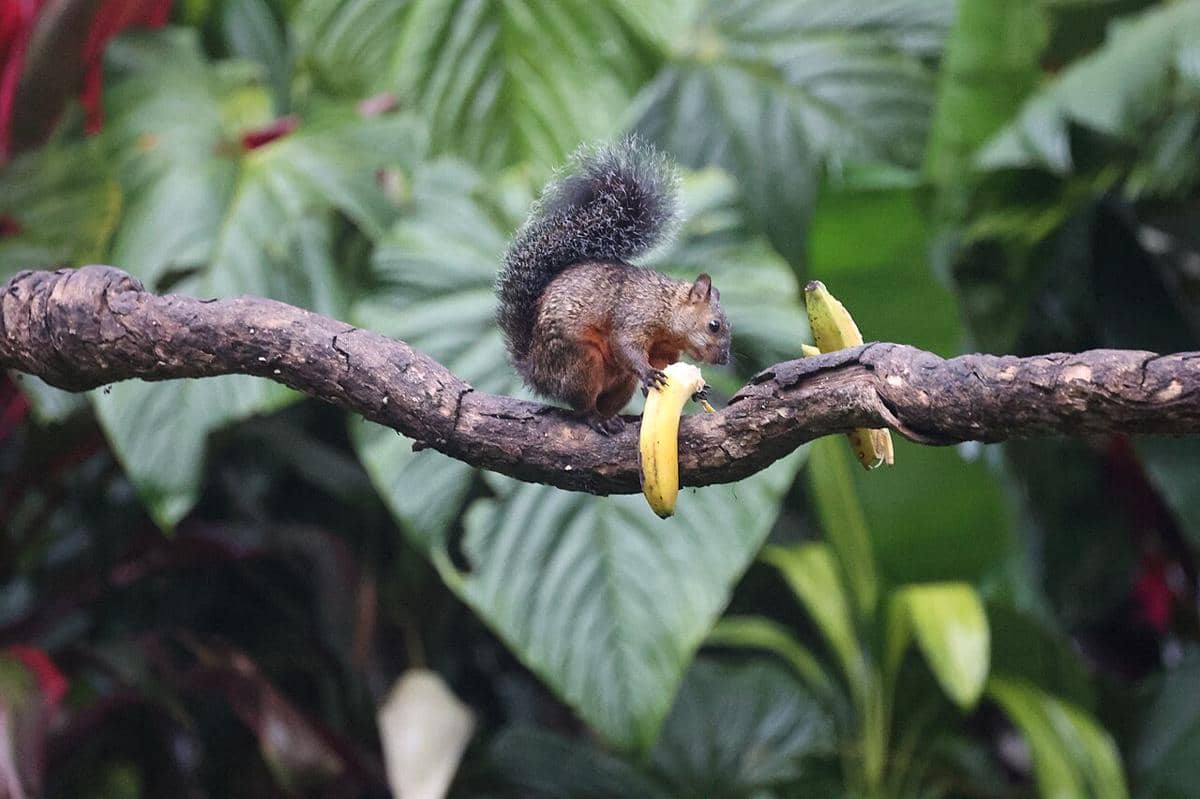 variegated squirrel