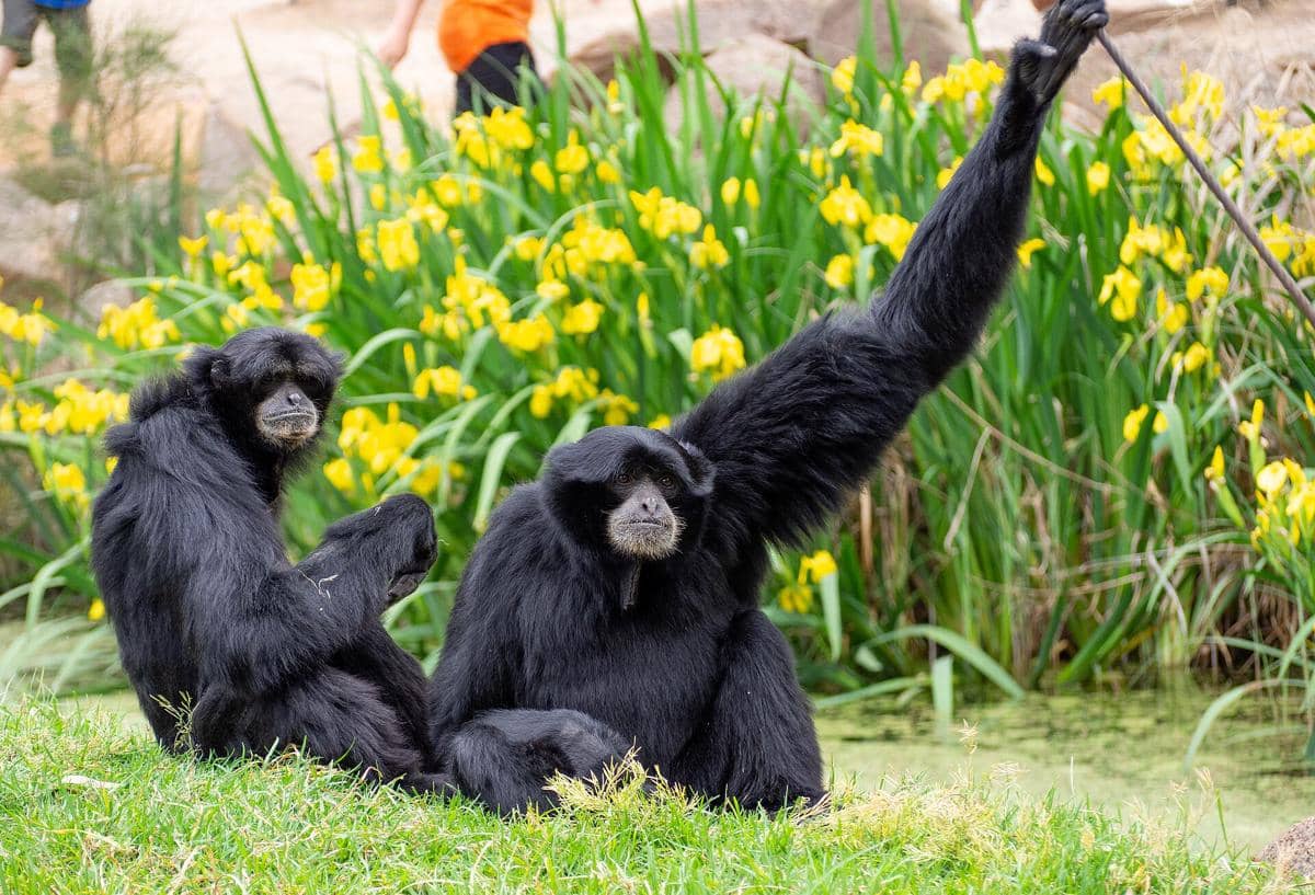 siamang