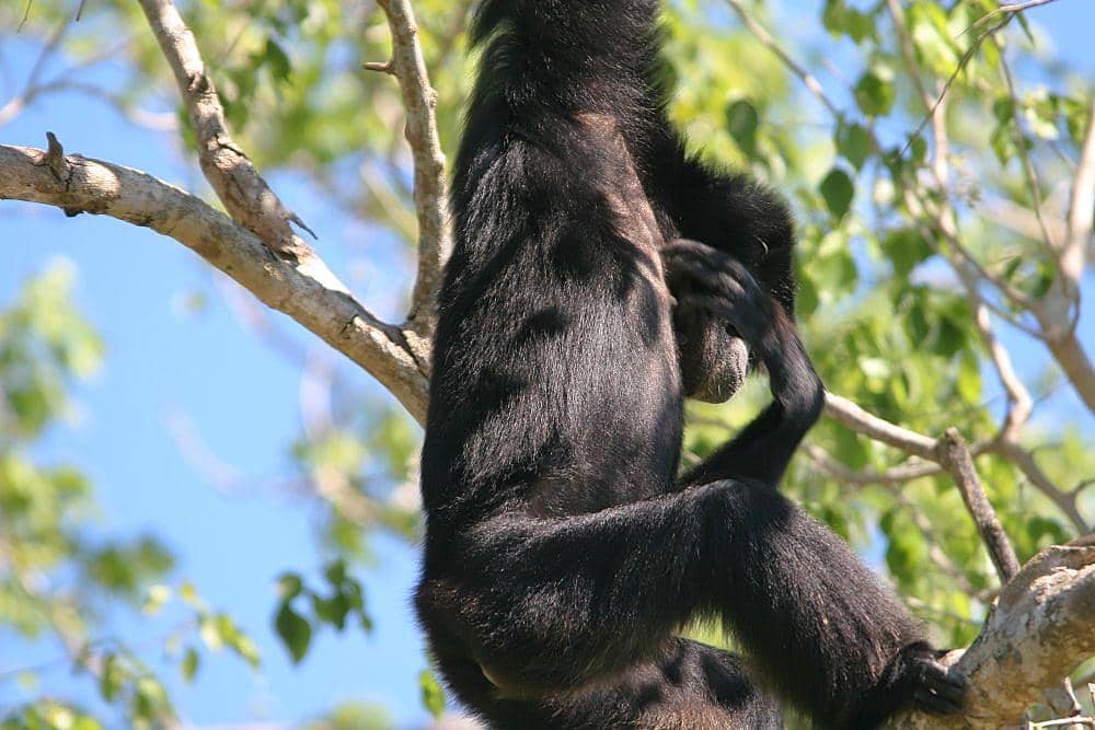 siamang