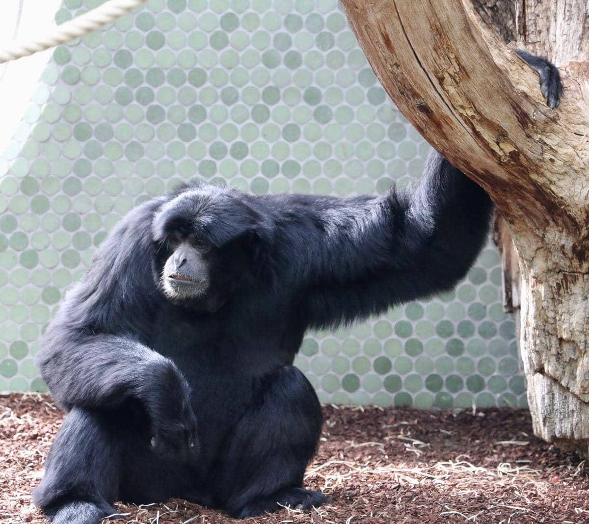 siamang