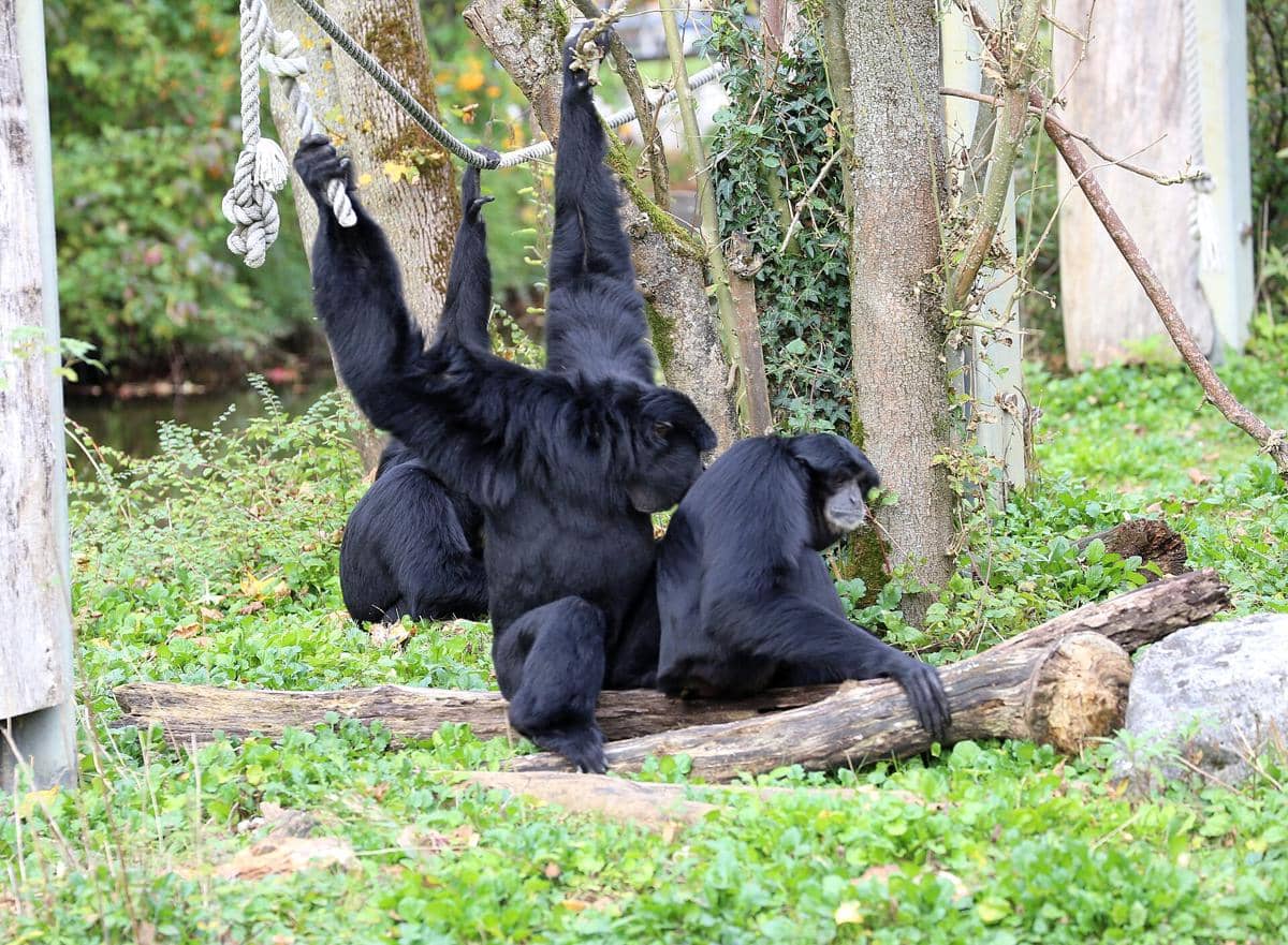 siamang