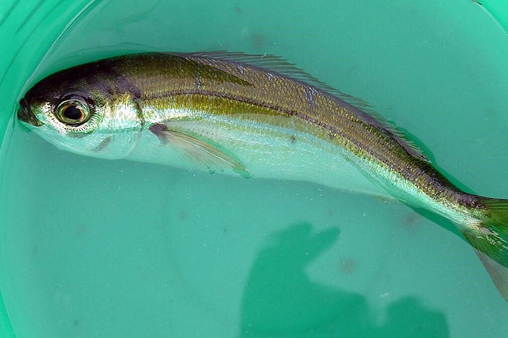 Ikan Boops boops 