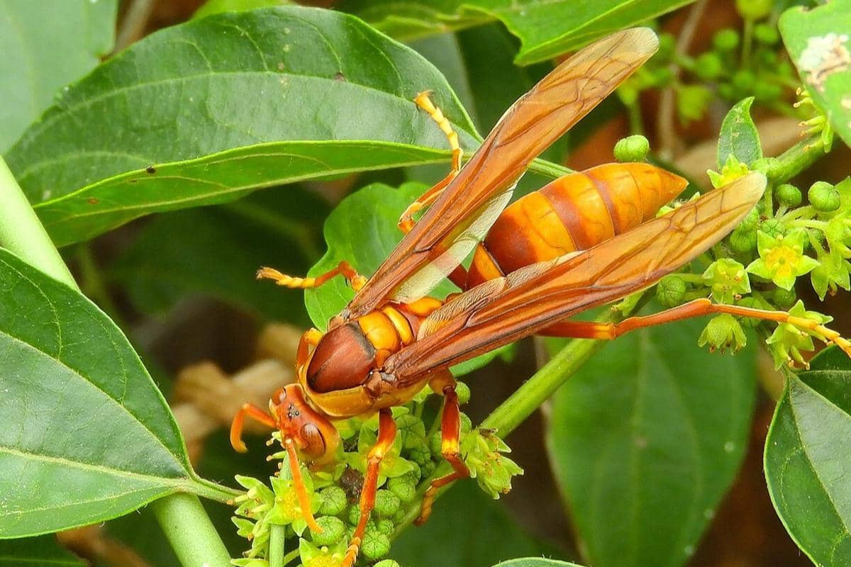 5 Fakta Executioner Wasp, Tawon dengan Sengatan Perusak Jaringan Tubuh