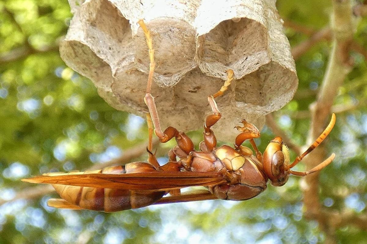 Executioner Wasp