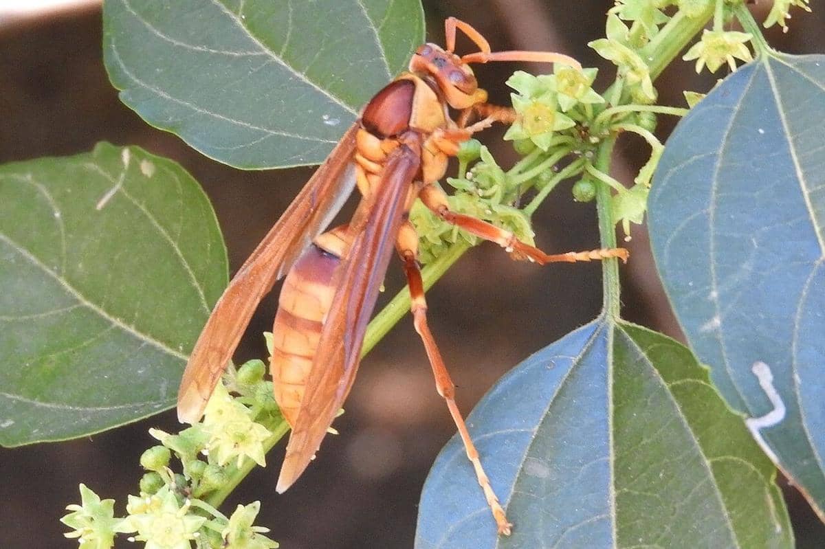 Executioner Wasp