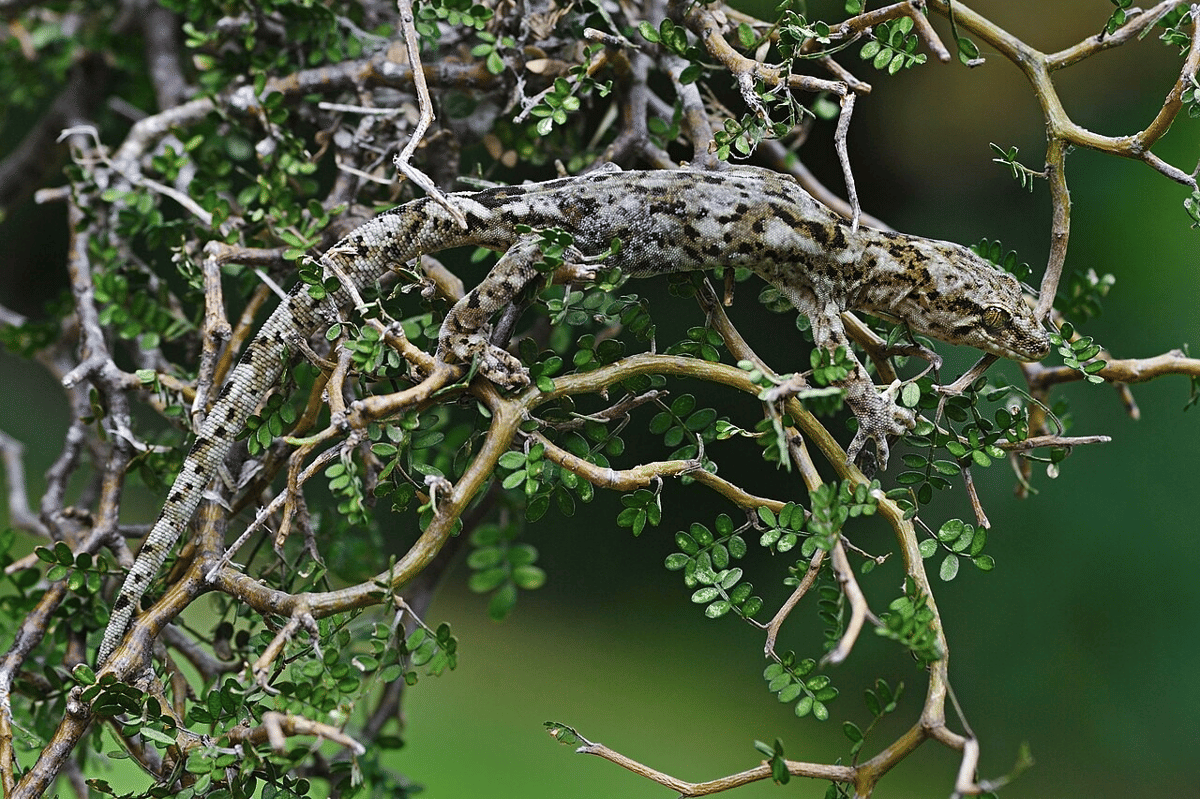 cecak permata