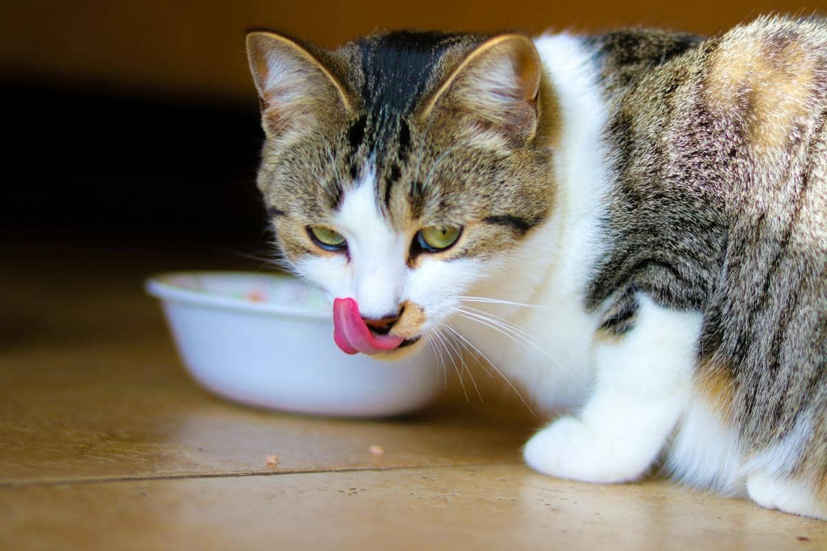 kucing