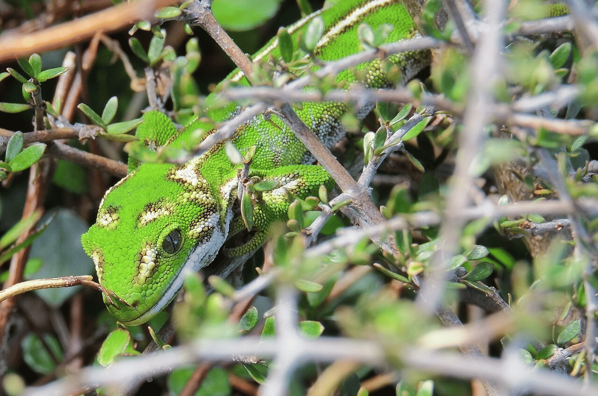 cecak permata
