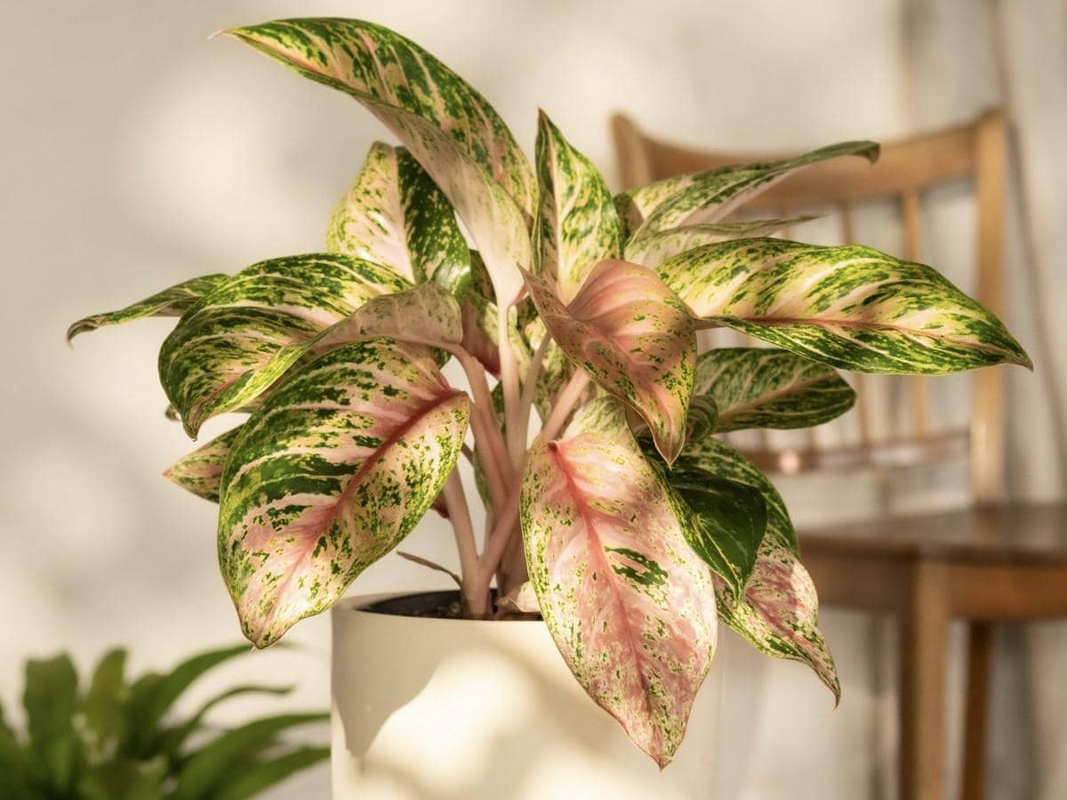 ilustrasi aglaonema