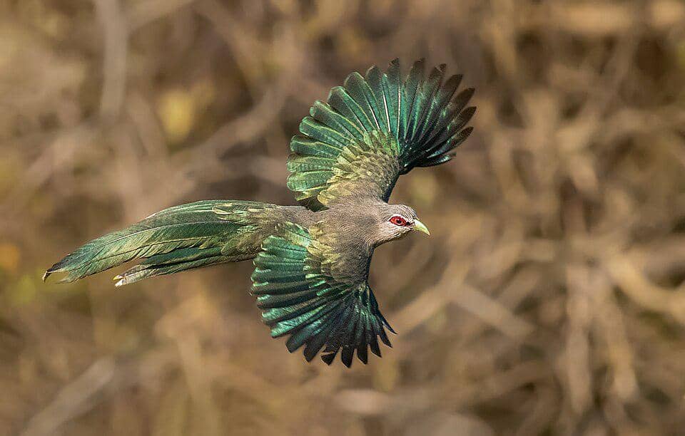 5 Fakta Green Billed Malkoha, Burung Hutan dengan Penampilan Eksotis