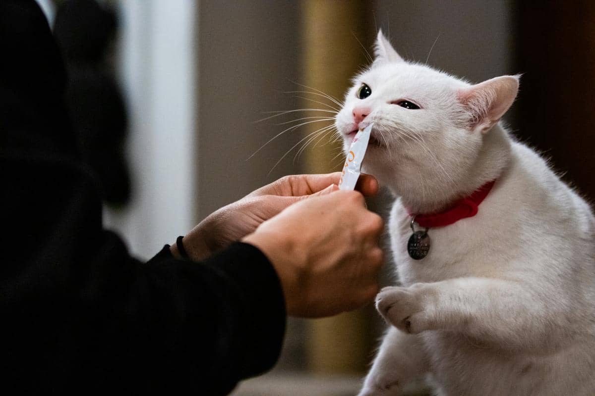 kucing
