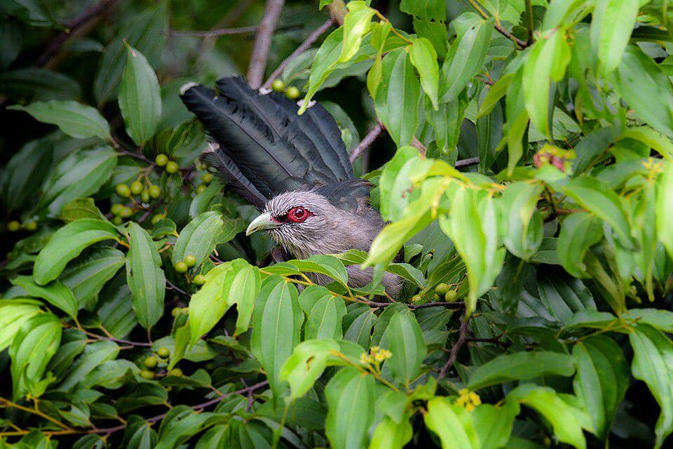 Burung Phaenicophaeus tristis