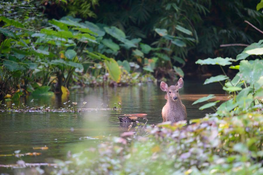 ilustrasi Kaeng krachan forest complex (Thailand)