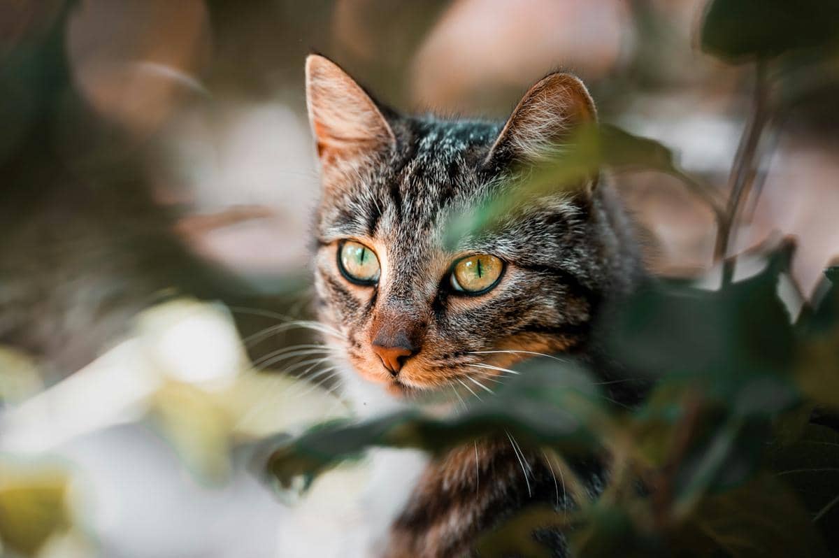 Apakah Kucing Peliharaan Boleh Makan Hewan Liar? Pahami Dulu