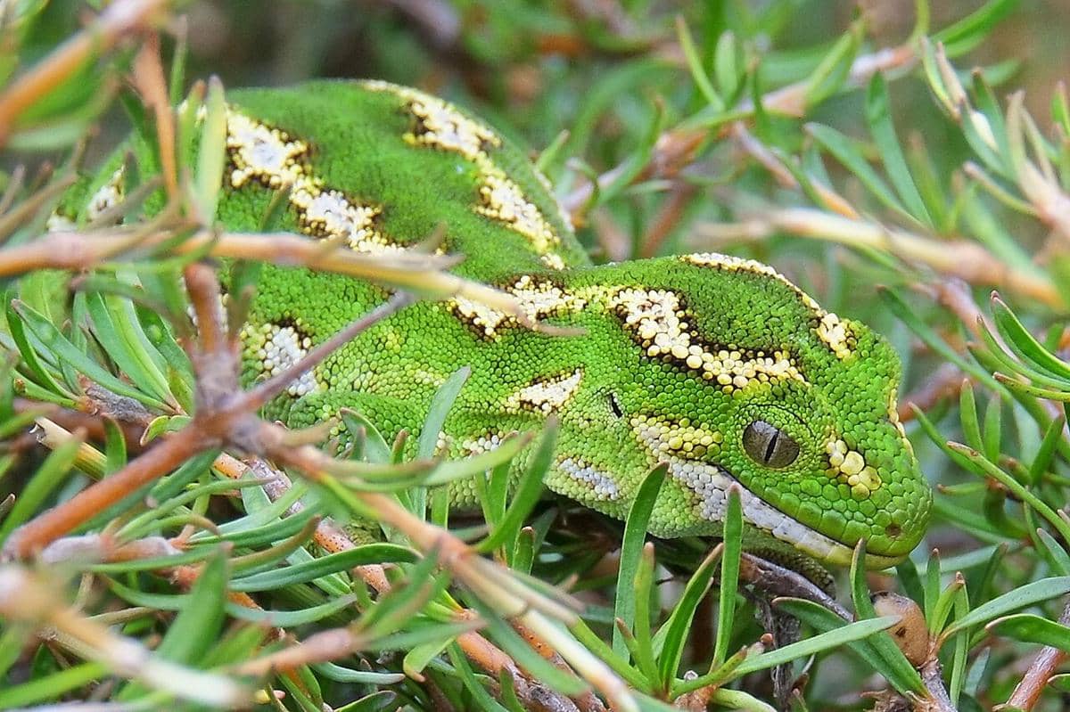 cecak permata