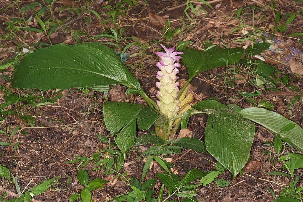 Bunga Curcuma petiolata