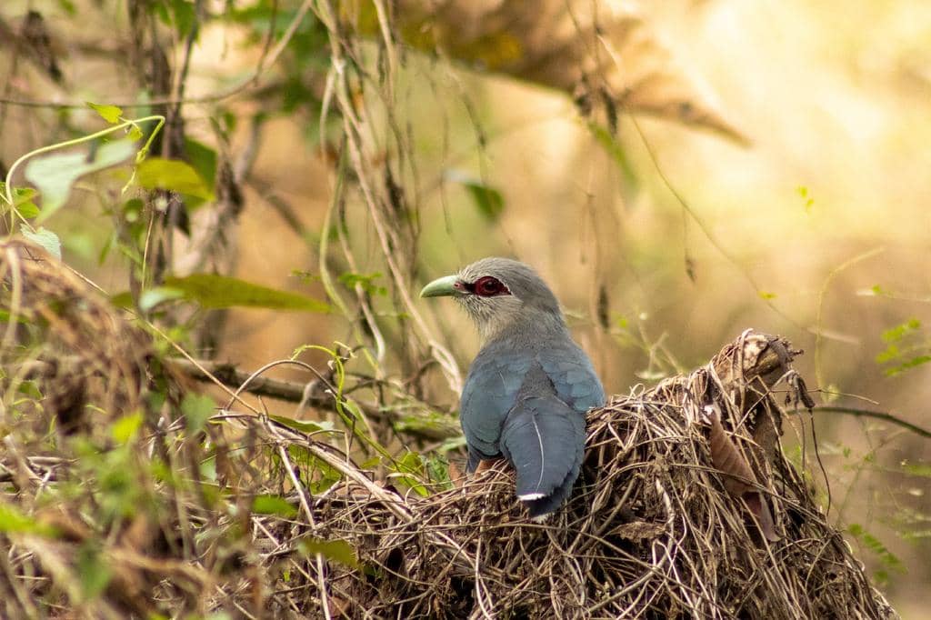 Burung Phaenicophaeus tristis