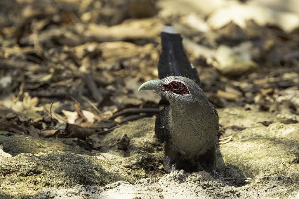 Burung Phaenicophaeus tristis