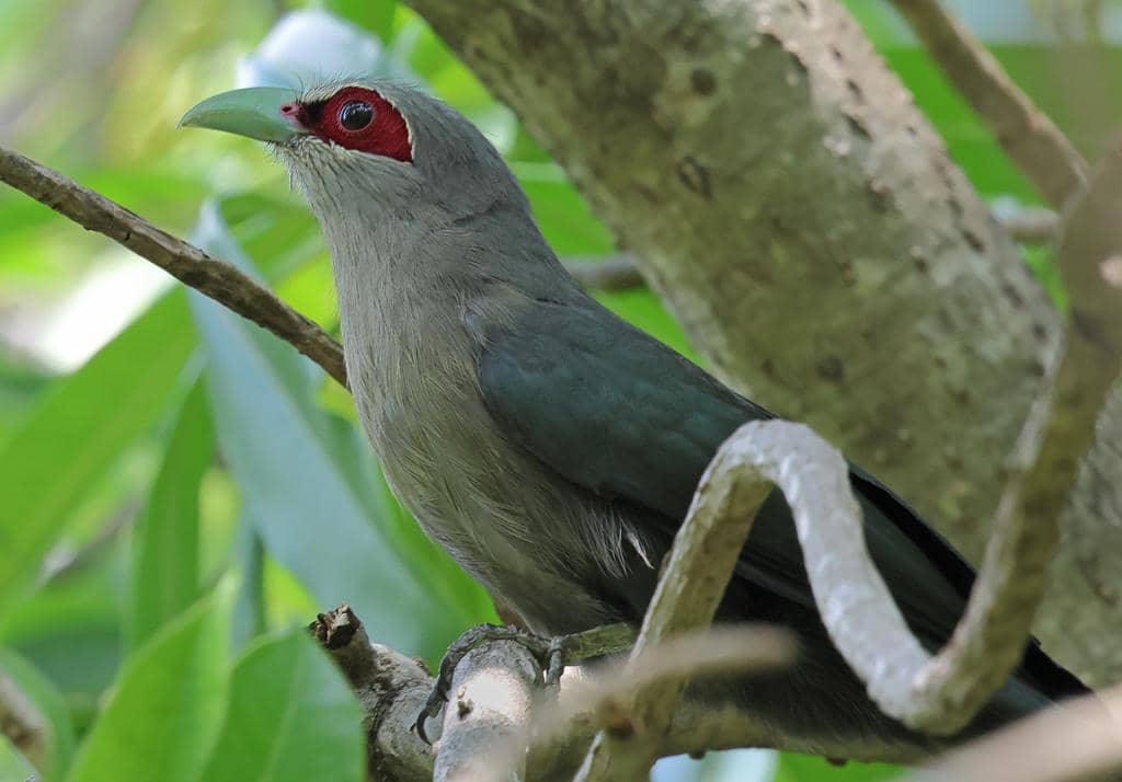 Burung Phaenicophaeus tristis
