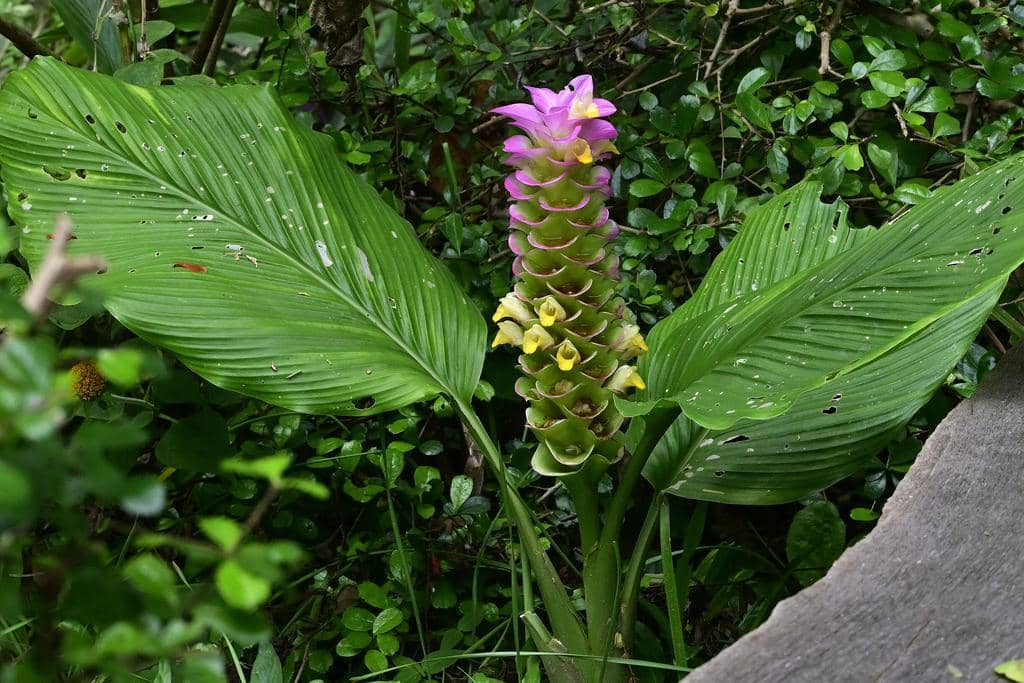 Bunga Curcuma petiolata