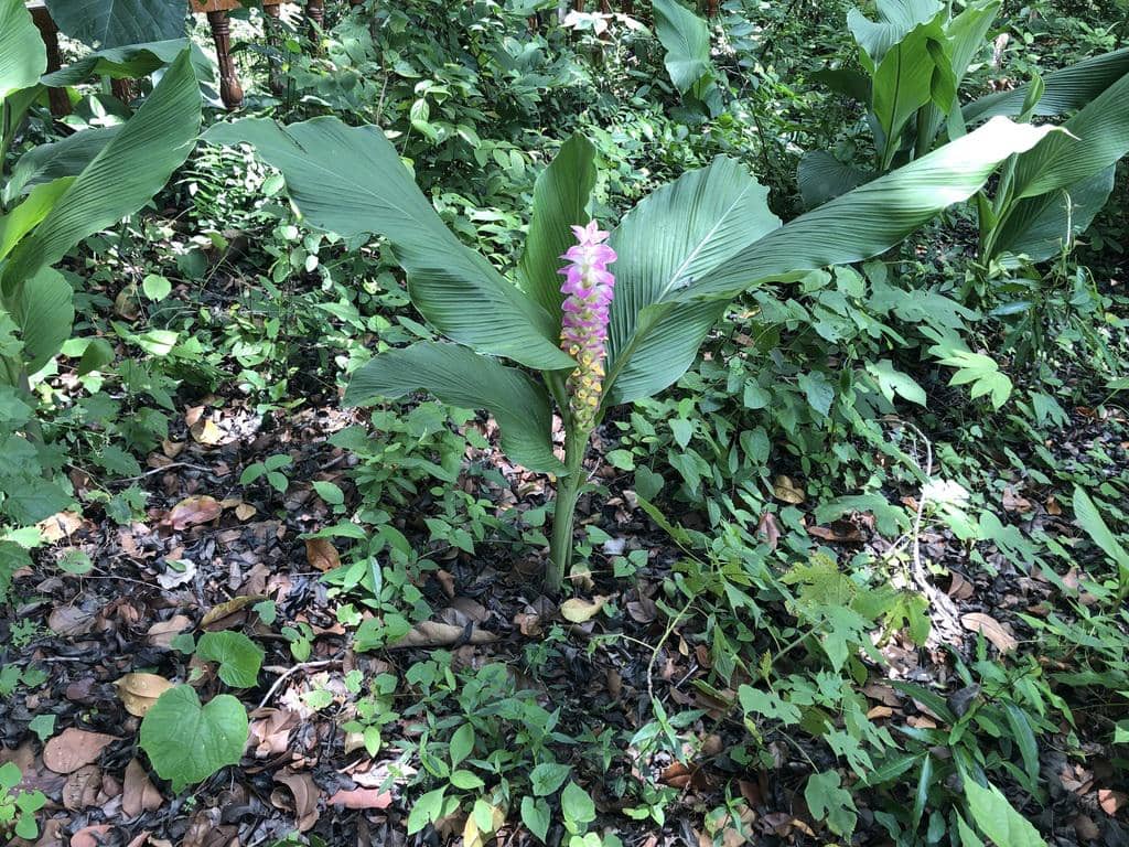 Bunga Curcuma petiolata