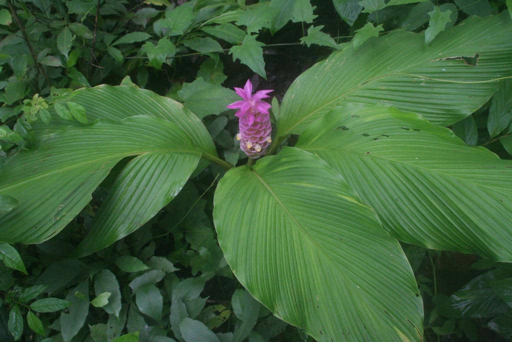 Bunga Curcuma petiolata