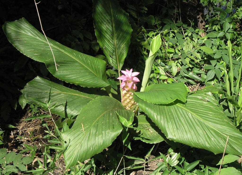 Bunga Curcuma petiolata