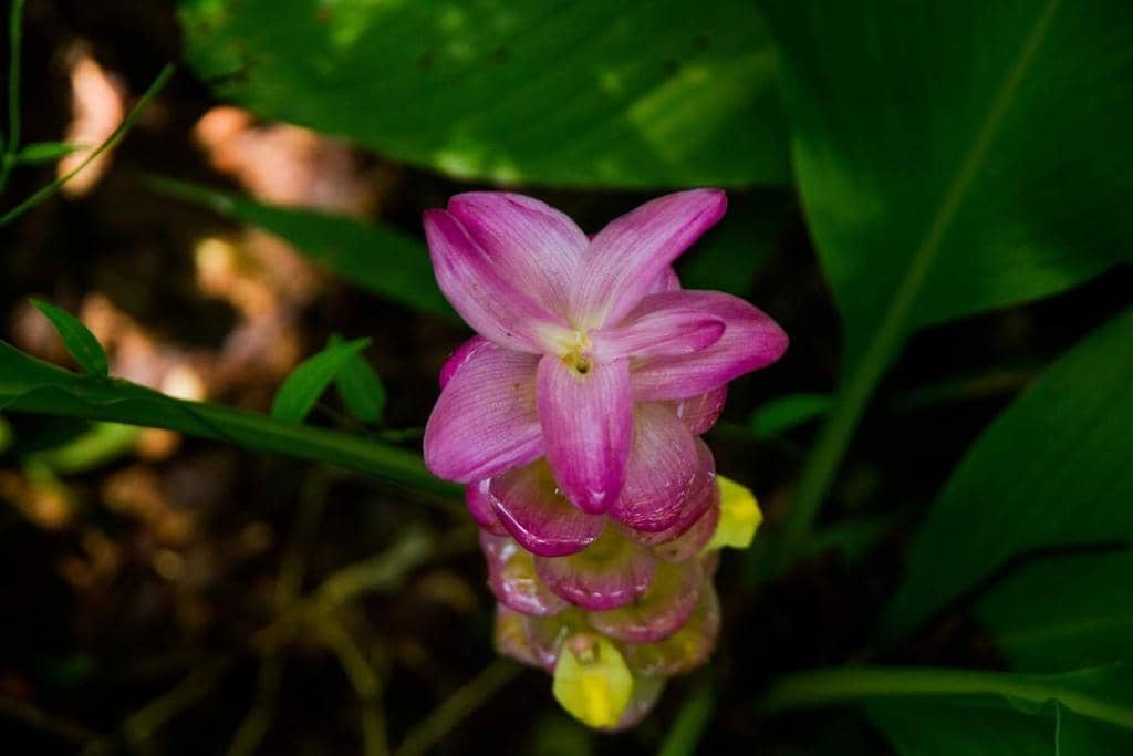 5 Fakta Curcuma Petiolata, Bunga Eksotis dari Keluarga Jahe-jahean