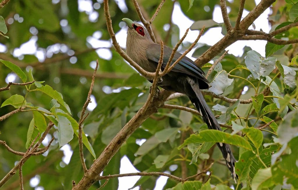 Burung Phaenicophaeus tristis