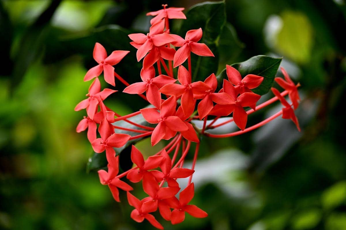 ilustrasi ixora