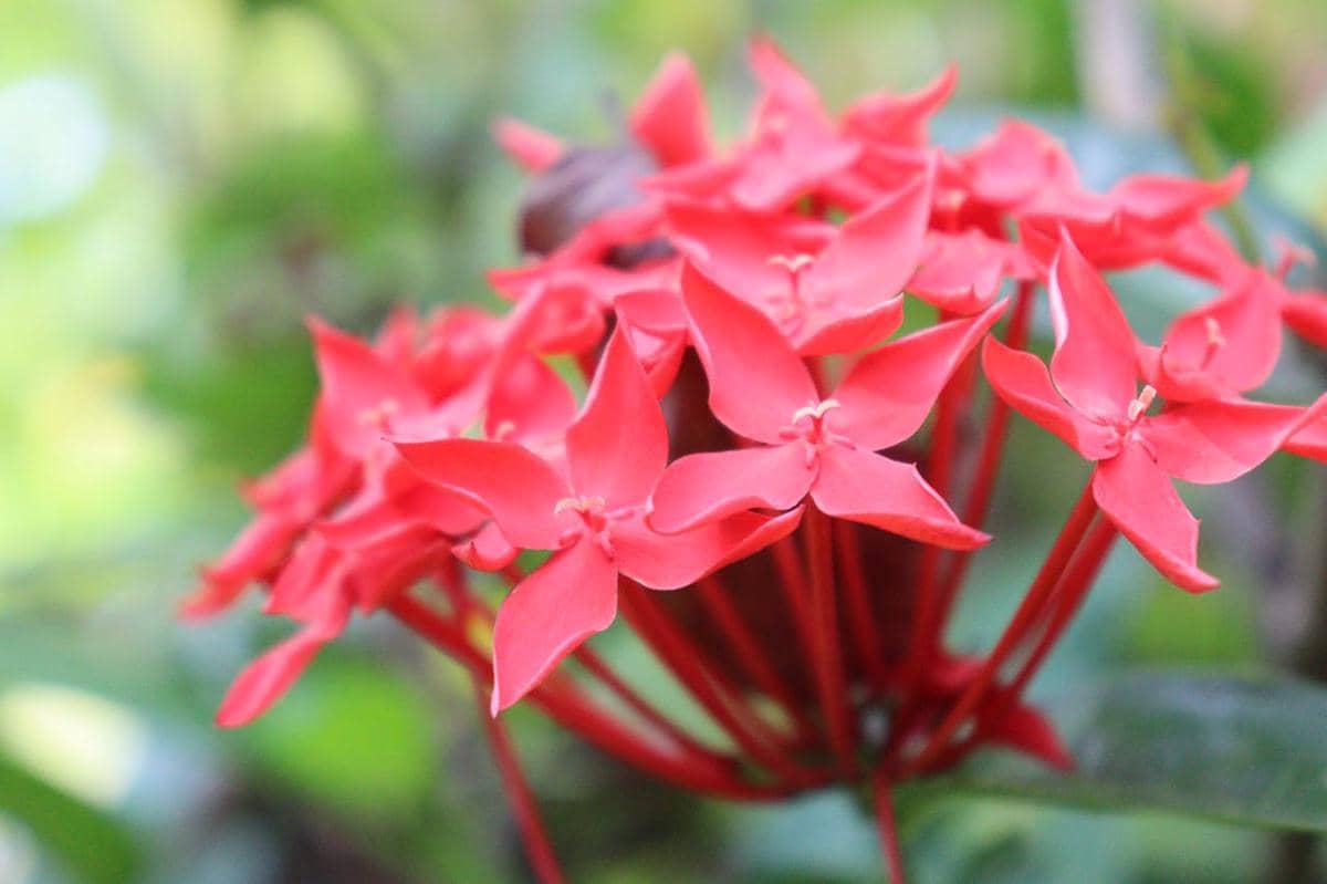 ilustrasi ixora