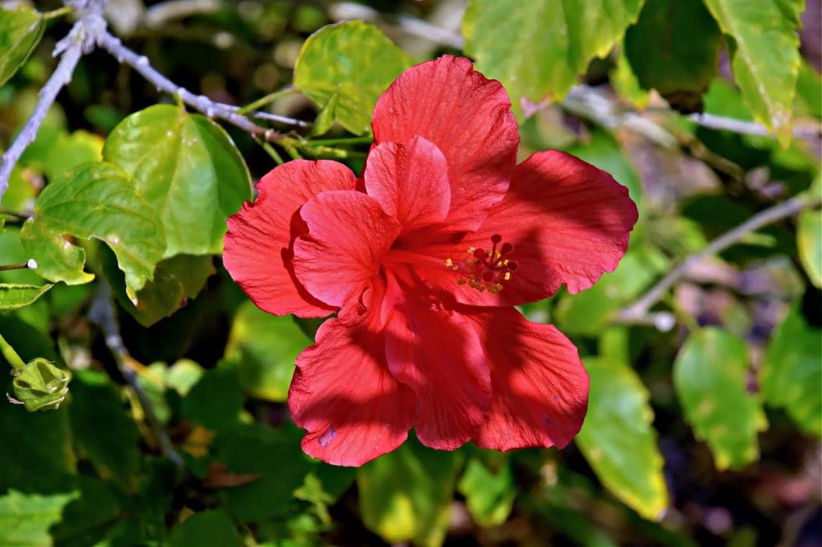 ilustrasi hibiscus merah