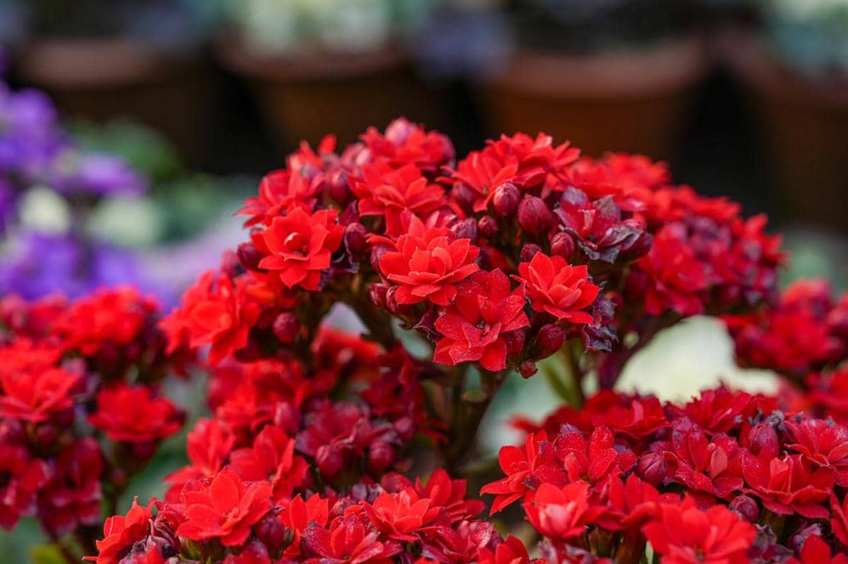 ilustrasi kalanchoe merah