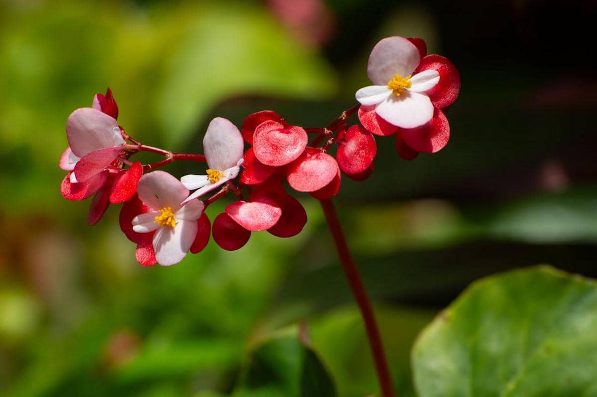 ilustrasi begonia merah